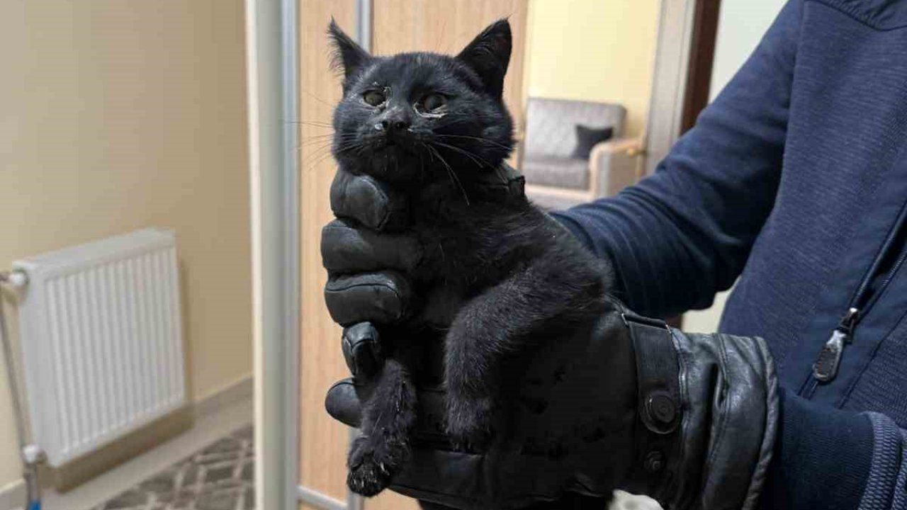 Bacaya giren kedi itfaiyenin 6 saatlik operasyonuyla kurtarıldı