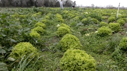 Bafra Ovası’nda 570 dekar alanda marul üretimi