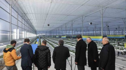 Bafra Sera OTB’de topraksız çilek üretimi