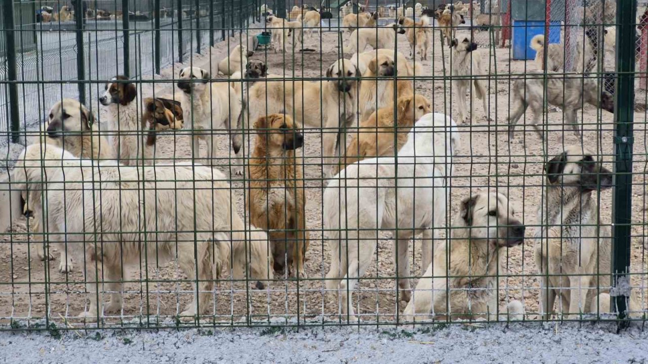Barınakta aç ve susuz bırakılan köpeklerin birbirini parçaladığı iddiası