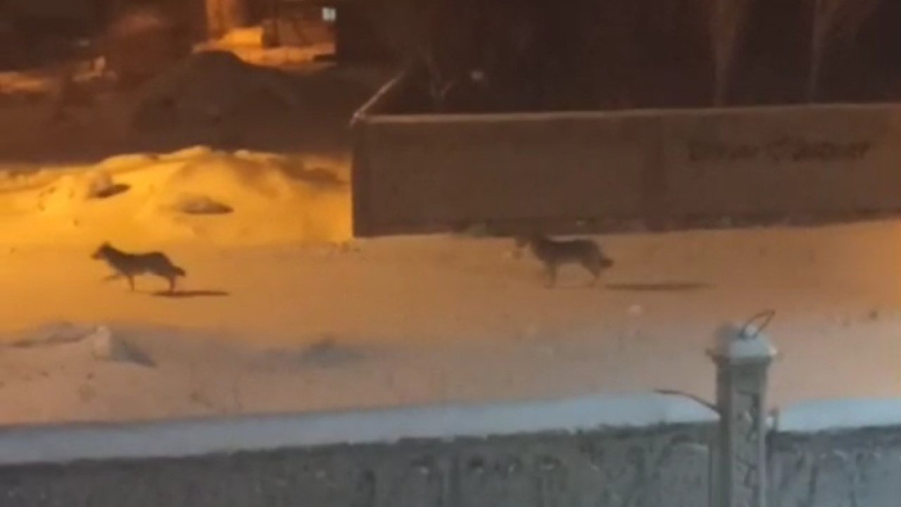 Başkale’de aç kalan kurtlar ilçeye indi