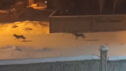 Başkale’de aç kalan kurtlar ilçeye indi