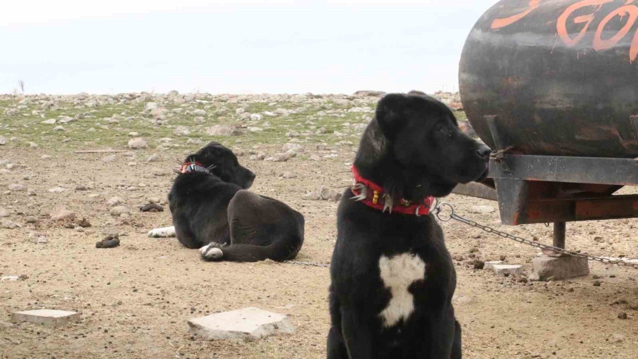 Başkentin siyah bekçileri: Haymana Karası