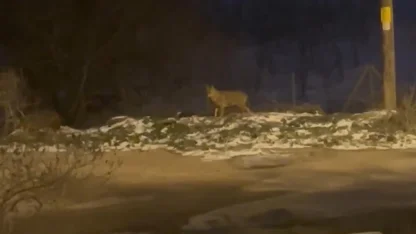 Başkentte kurt sürüsü görüldü