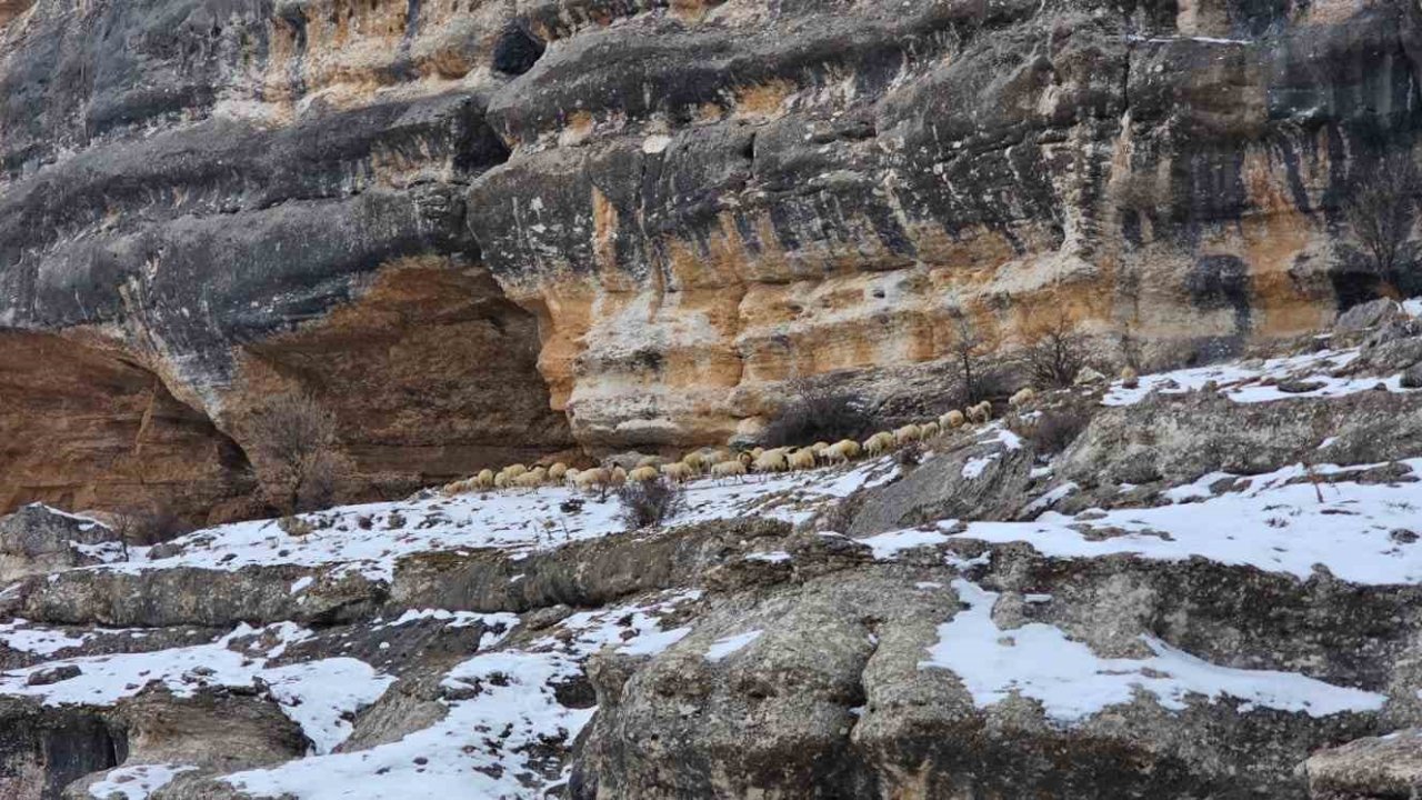 Bin 600 rakımda sürülerin yolculuğu kamerada