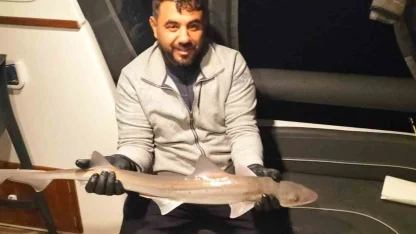 Bodrum açıklarında oltaya köpek balığı takıldı