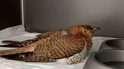 Bolu’da 132 yaban hayvanı tedavi edilerek doğaya salındı