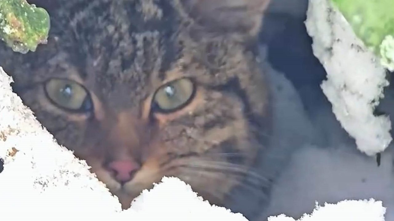 Bolu’da karlar arasında yaban kedisi görüntülendi