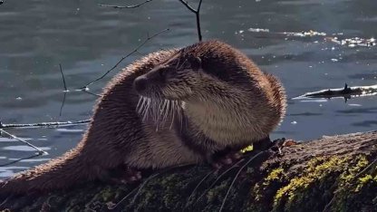 Bolu’da nesli tükenmekte olan su samuru görüntülendi