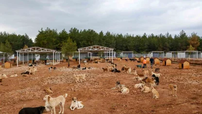 Büyükşehir sokak köpekleri için doğal yaşam alanı kapasitesini arttırdı