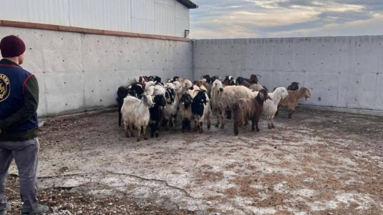 Çalınan koyunlar jandarma tarafından bulundu