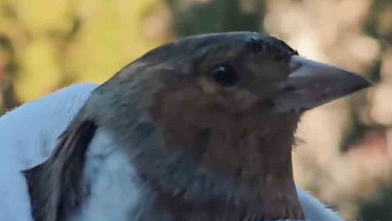 Çanakkale’de ispinoz tedavi sonrası doğaya salındı