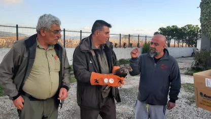 Çanakkale’de yaralı şahin koruma altına alındı