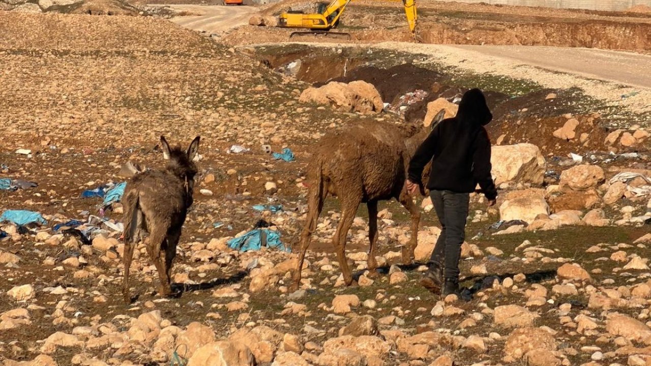Cizre’de bataklığa saplanan eşekler kurtarıldı