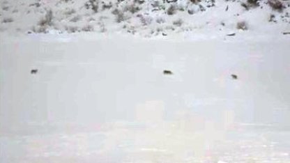 Çukurca’da kurt sürüsü görüntülendi