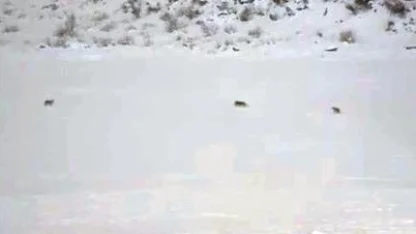 Çukurca’da kurt sürüsü görüntülendi