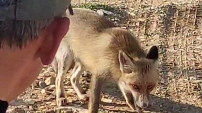 Dağda karşılaştığı tilkiyi çerezle besledi