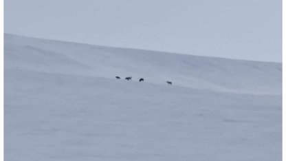 Diyadin’de kurt sürüsü görüldü