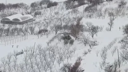 Diyarbakır’da aç kalan kurt sürüsü yerleşim yerine indi