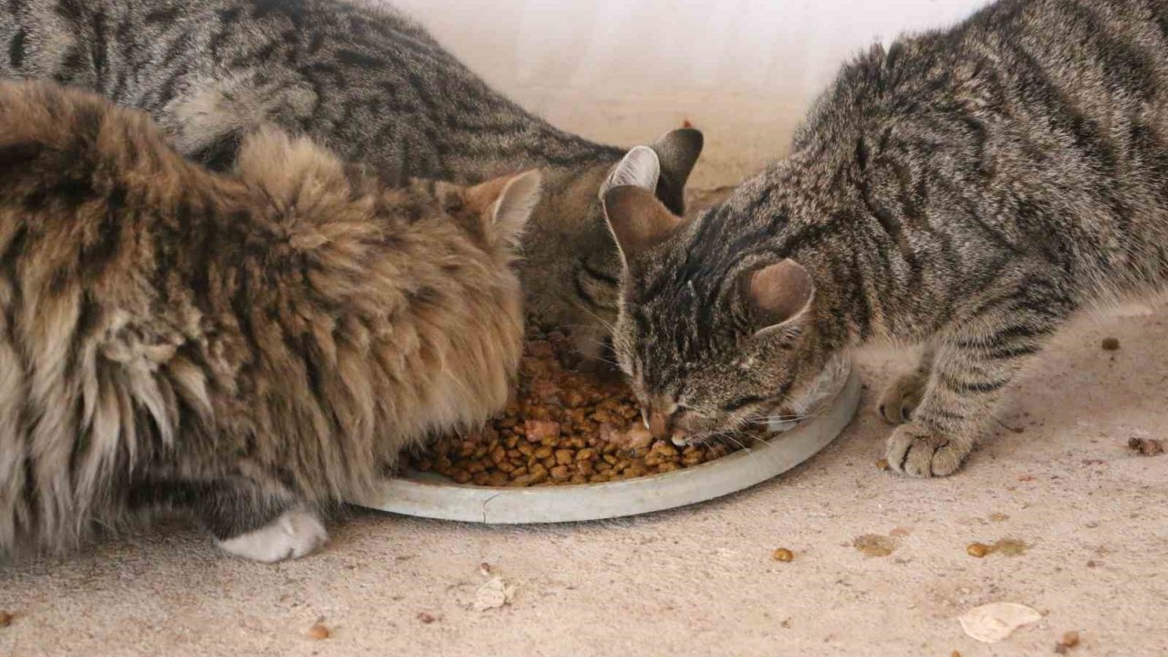 Diyarbakır’da hayvanların sessiz kahramanı