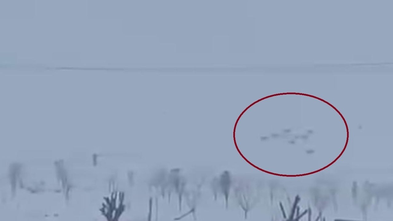 Diyarbakır’da kar yağışının ardından kurtlar yerleşim yerlerine indi