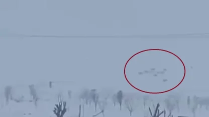 Diyarbakır’da kar yağışının ardından kurtlar yerleşim yerlerine indi