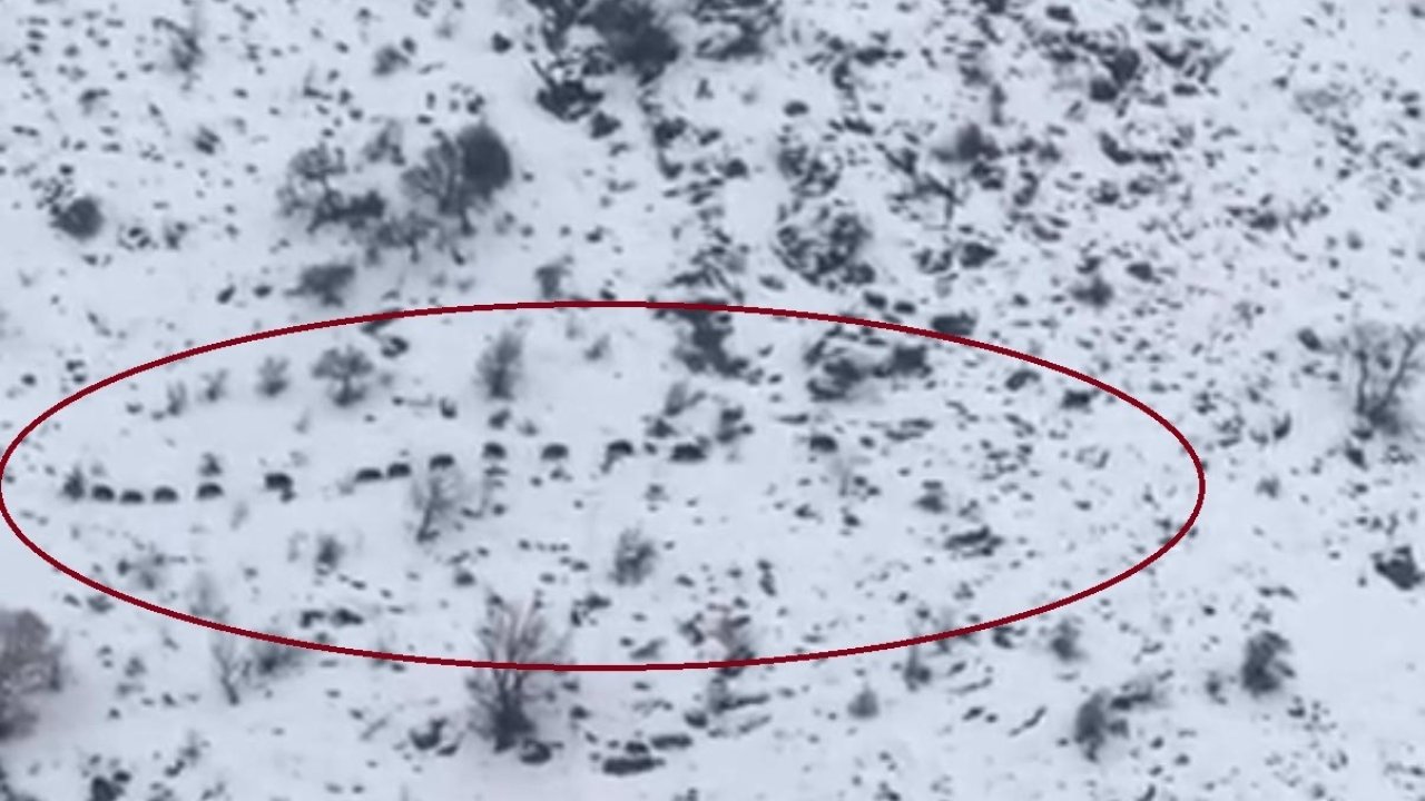 Diyarbakır’da sürü halinde gezen domuzlar görüntülendi