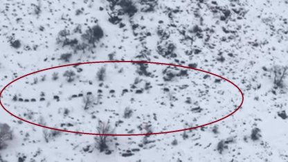 Diyarbakır’da sürü halinde gezen domuzlar görüntülendi