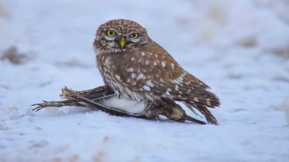Doğada hayatta kalma mücadelesi
