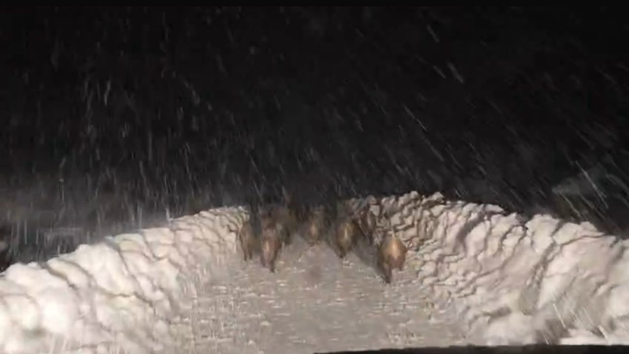 Domuz sürüsü yol açma çalışması yapan ekibin önünde ilerledi