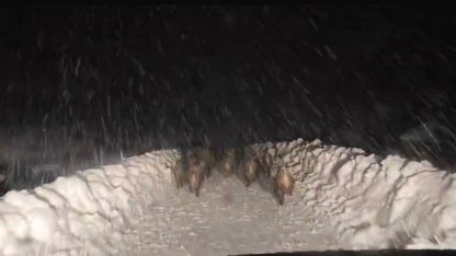 Domuz sürüsü yol açma çalışması yapan ekibin önünde ilerledi