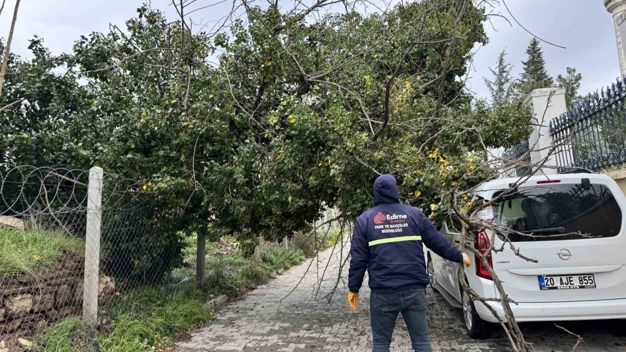 Edirne’de fırtına ağaçları devirdi