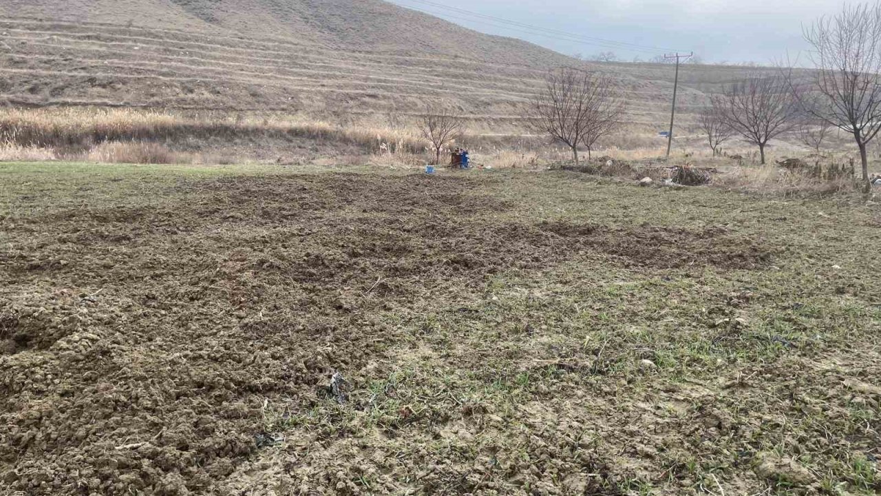 Elazığ’da domuzlar ekili 10 dönüm araziyi talan etti