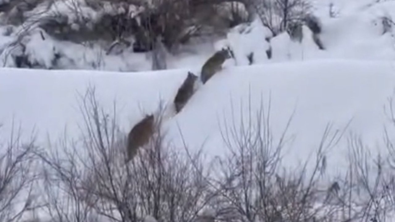 Elazığ’da kurt sürüsü görüldü