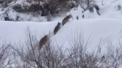 Elazığ’da kurt sürüsü görüldü