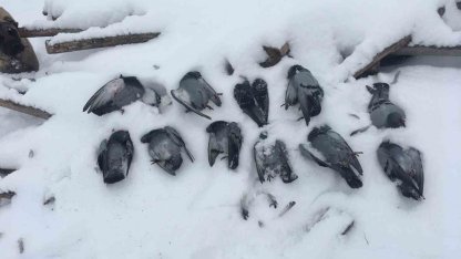 Elazığ’da onlarca güvercin donarak telef oldu