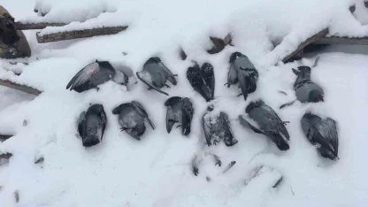 Elazığ’da onlarca güvercin donarak telef oldu