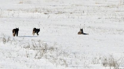 Elazığ’da vaşak ailesi görüntülendi