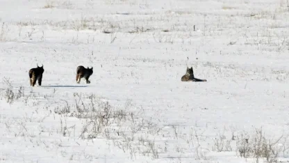 Elazığ’da vaşak ailesi görüntülendi