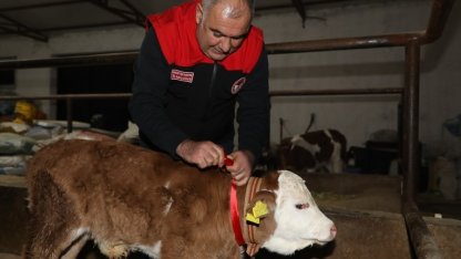 Elazığ’da yılın ilk buzağısına "Bereket" adı verildi