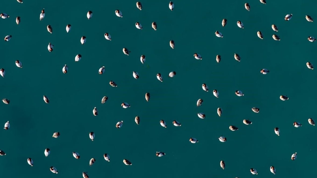 Elmabaş patka ördekleri Salda Gölü’nde havadan görüntülendi