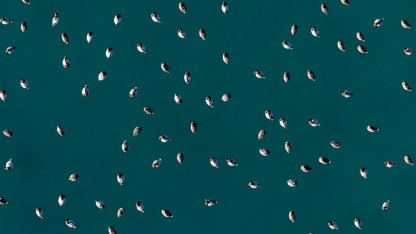 Elmabaş patka ördekleri Salda Gölü’nde havadan görüntülendi