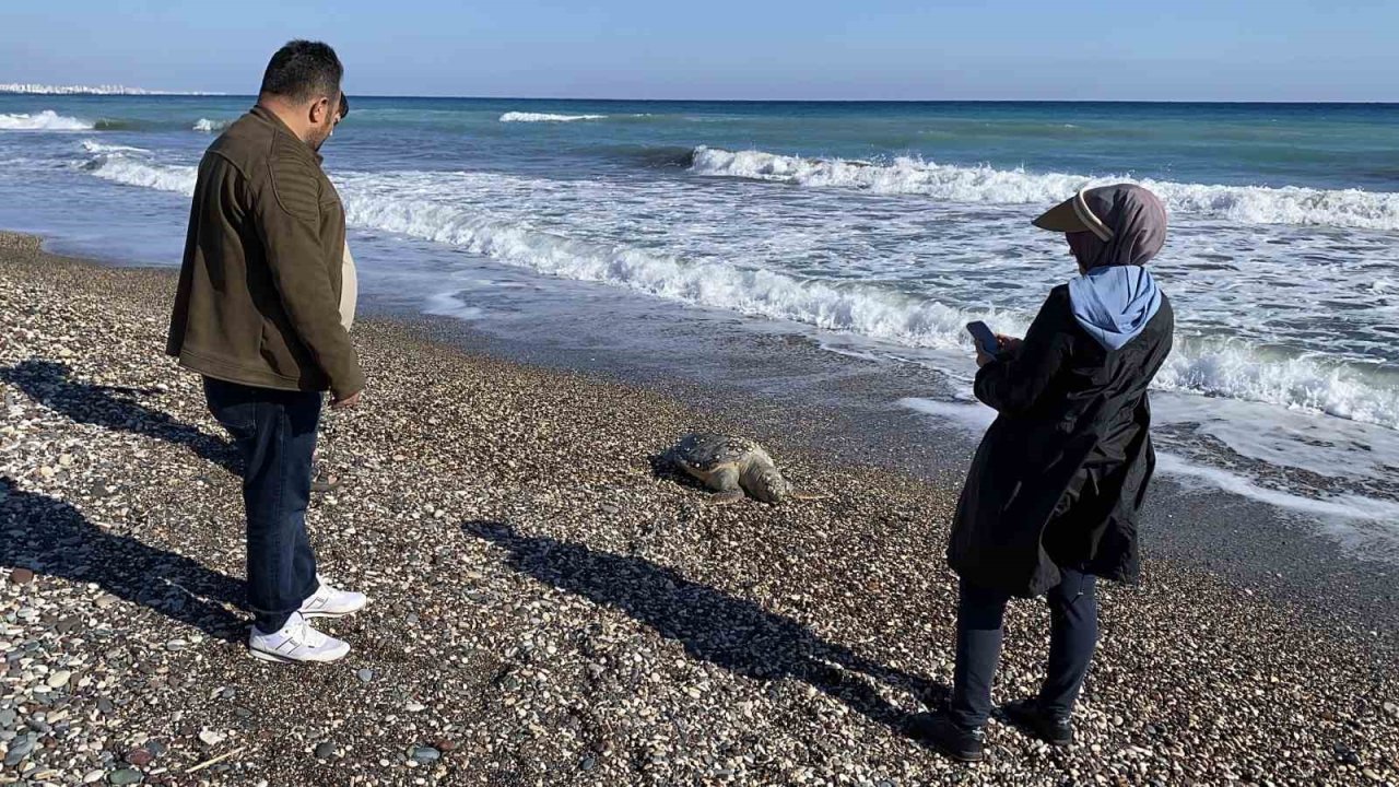 Erdemli sahilinde üzücü manzara: 2 günde 2 caretta caretta telef oldu