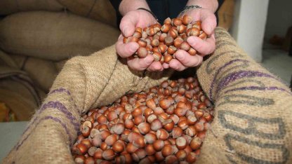 Fındık fiyatları durağan seyrini sürdürüyor