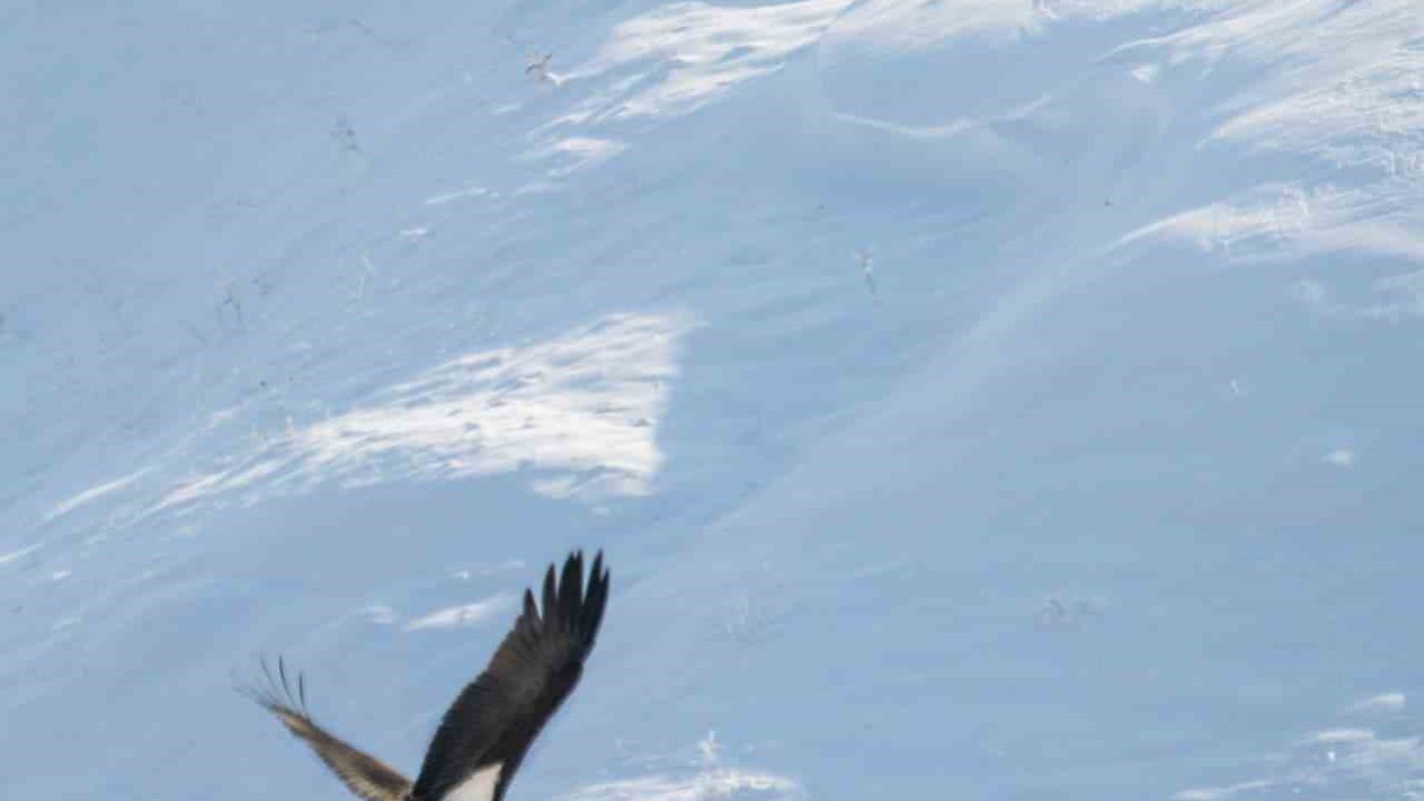 Göç etmeyi unutan kara leylekler Elazığ’da görüldü