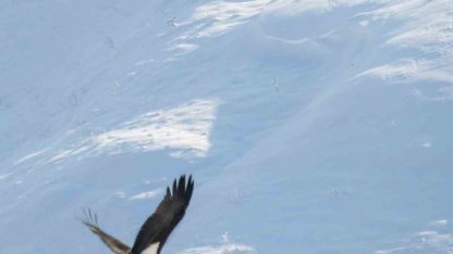 Göç etmeyi unutan kara leylekler Elazığ’da görüldü