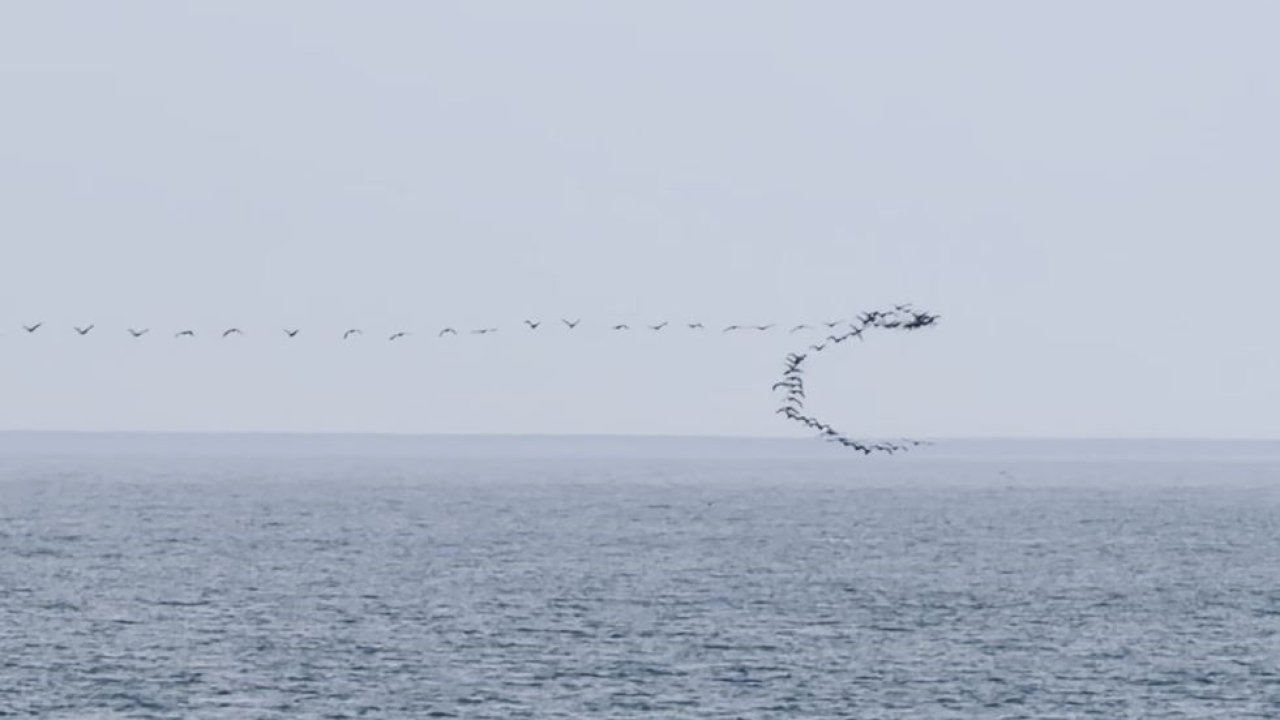 Göç yolundaki kuşların senkronize uçuşu Hopa’da görüntülendi