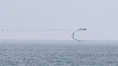 Göç yolundaki kuşların senkronize uçuşu Hopa’da görüntülendi