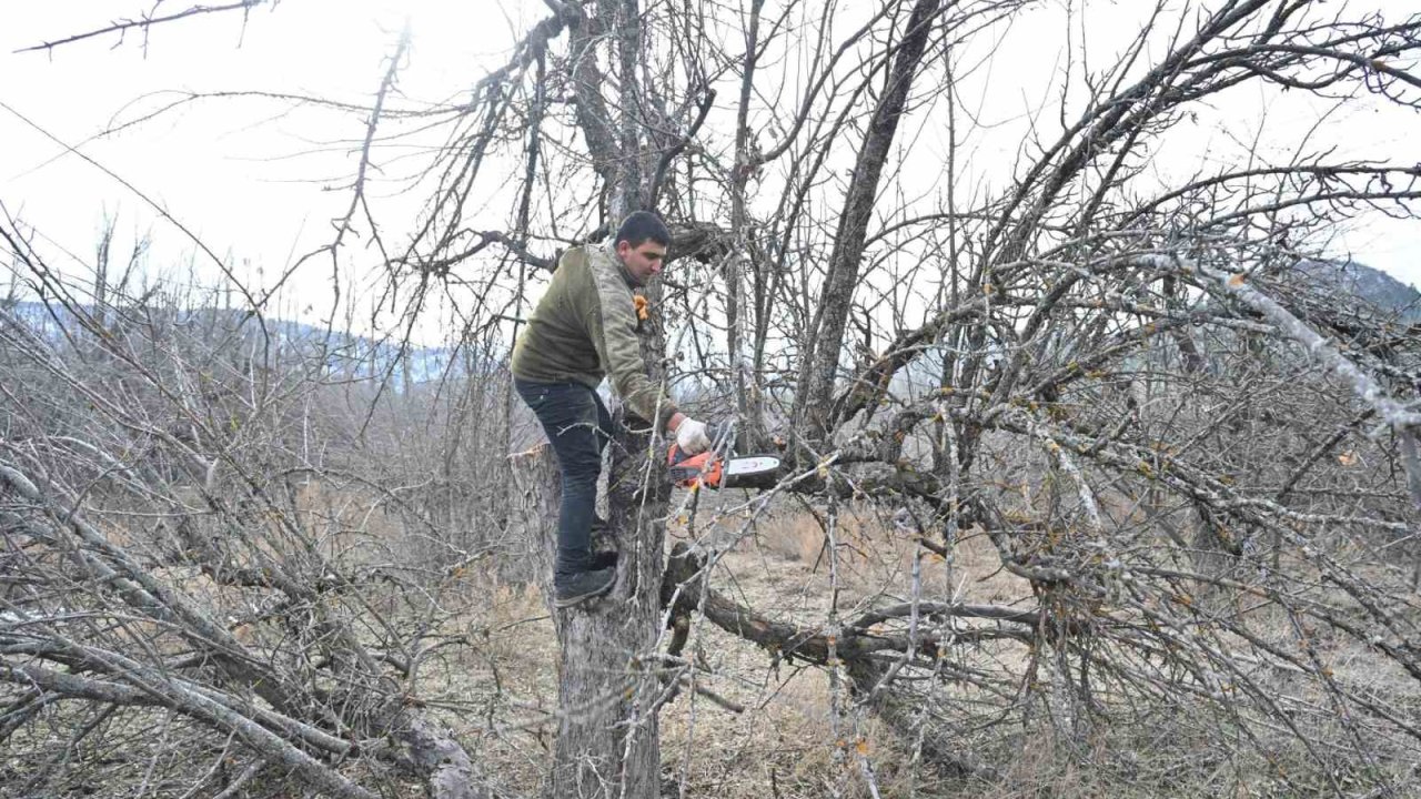 Gölcük Tabiat Parkı’nda elma bahçeleri yeniden üretime kazandırılıyor
