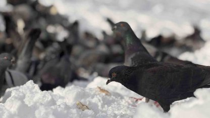 Güvercinleri yemleyen vatandaş yürekleri ısıttı